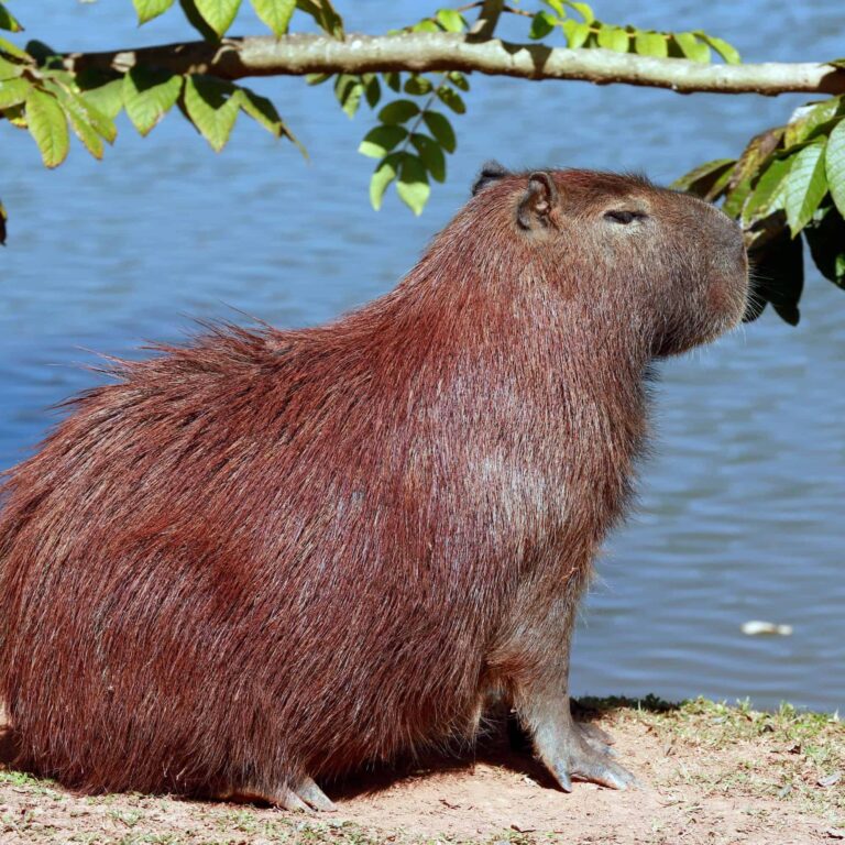 casos-de-capivaras-infectadas-com-raiva-no-litoral-de-sp-sao-confirmados