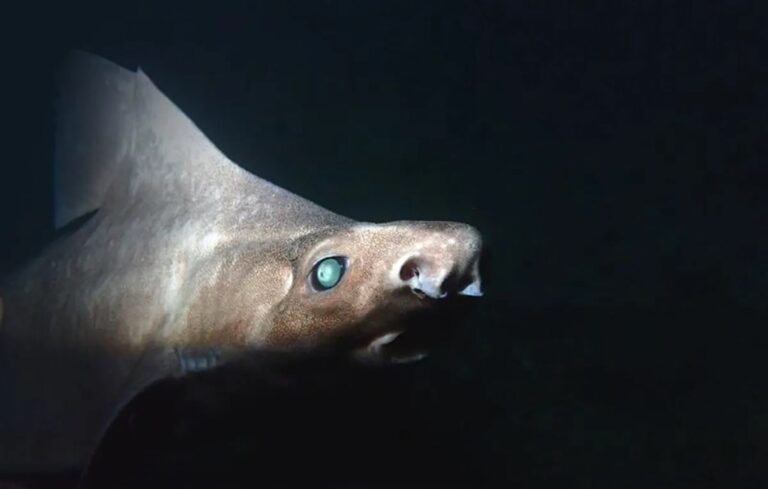 raro-“tubarao-fantasma”-e-encontrado-na-costa-da-albania