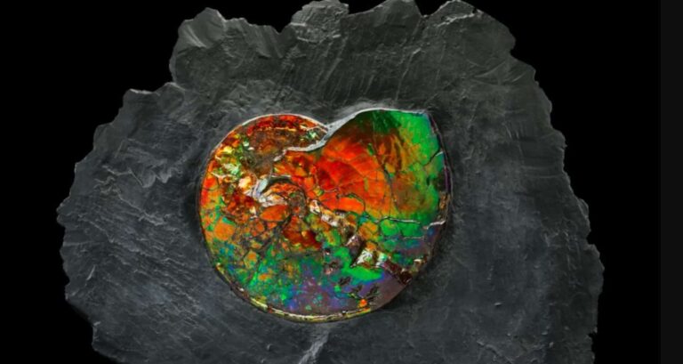 esse-molusco-extinto-tem-70-milhoes-de-anos-e-e-uma-pedra-preciosa-e-brilhante