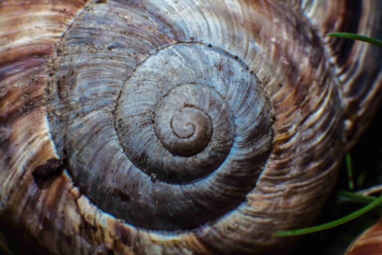 por-que-a-sequencia-de-fibonacci-aparece-tanto-na-natureza?