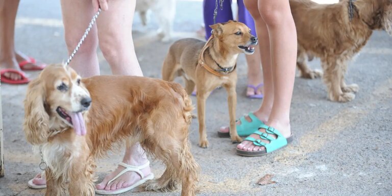 cadastro-nacional-de-animais-domesticos-esta-em-fase-final-de-testes