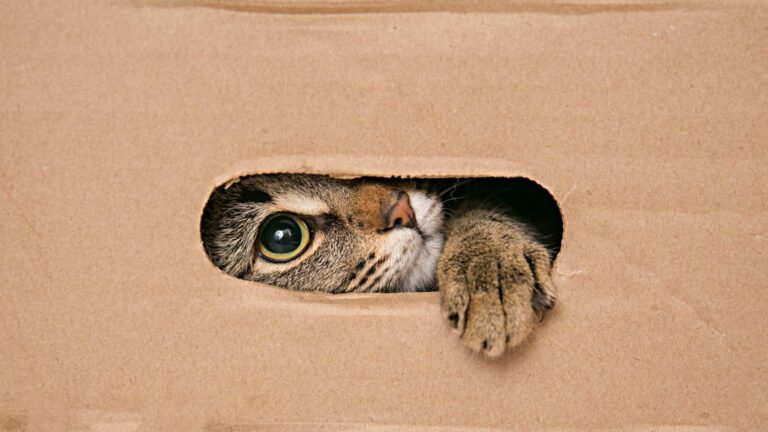 por-que-gatos-amam-caixas-de-papelao?-a-ciencia-explica