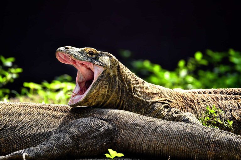 a-saliva-desse-bicho-e-uma-sopa-de-bacterias-e-sua-mordida-pode-causar-serios-problemas-a-voce