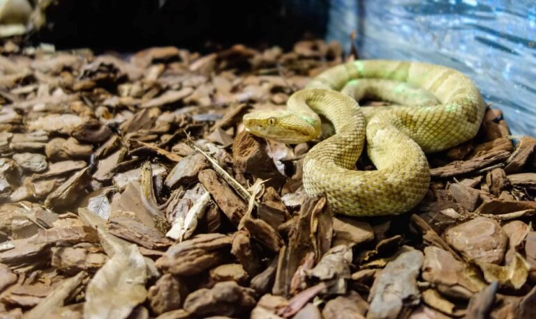 mais-perigosa-do-mundo?-conheca-a-ilha-das-cobras