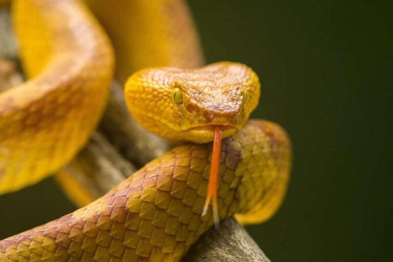 mais-perigosa-do-mundo?-conheca-a-ilha-das-cobras