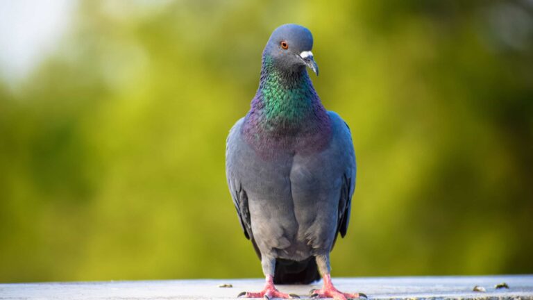 6-animais-que-foram-obrigados-a-se-adaptar-aos-centros-urbanos