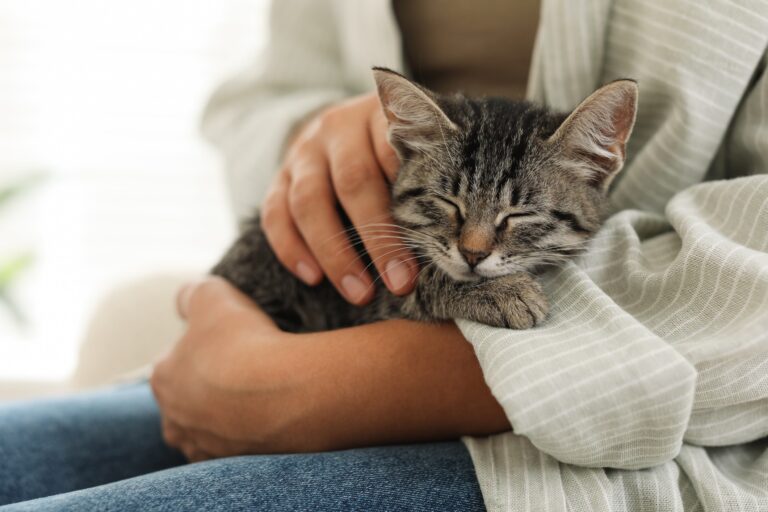 os-gatos-sao-os-unicos-animais-que-ronronam?