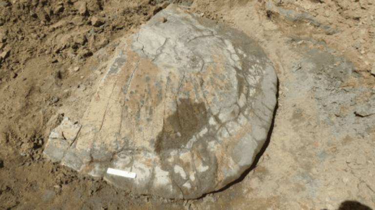 fossil-de-tartaruga-gigante-e-encontrado-na-amazonia