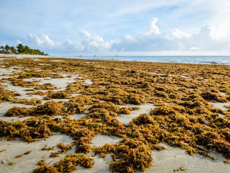 das-praias-para-os-predios?-cientistas-brasileiros-descobrem-superpoder-das-algas-marinhas