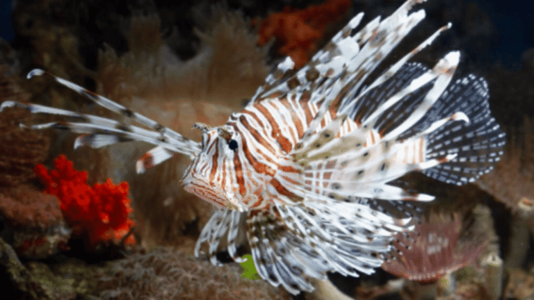os-8-peixes-mais-bonitos-do-mundo-e-onde-encontra-los