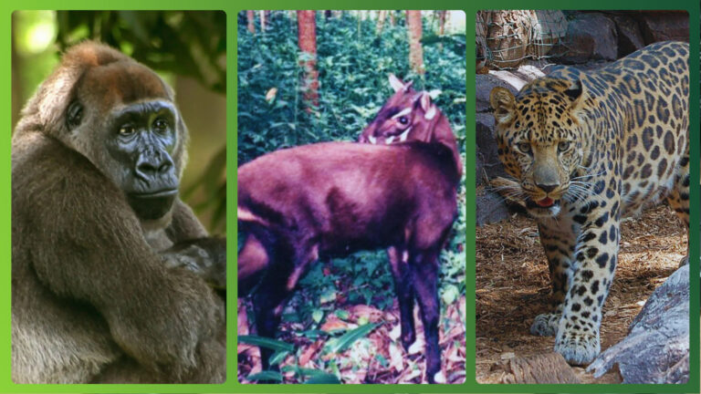 os-8-animais-com-maior-risco-de-extincao-no-mundo