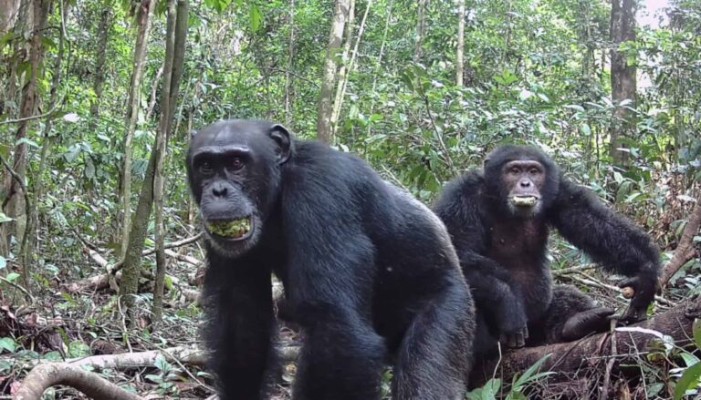 chimpanzes-ingerem-alcool-equivalente-a-1-lata-de-cerveja-por-dia